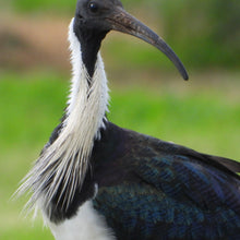 Load image into Gallery viewer, Straw-necked Ibis pin