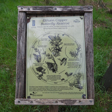 Load image into Gallery viewer, Eltham Copper Butterfly earrings