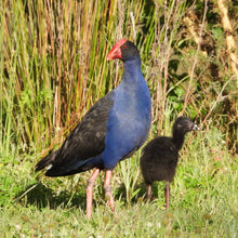 Load image into Gallery viewer, Purple Swamphen pin