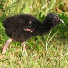 Load image into Gallery viewer, Purple Swamphen pin