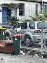 Load image into Gallery viewer, Australian White Ibis pin