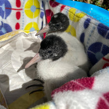 Load image into Gallery viewer, Australian White Ibis pin