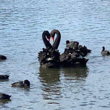 Load image into Gallery viewer, Black Swan pin