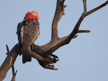 Load image into Gallery viewer, Galah pin