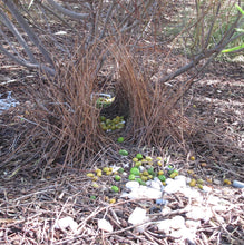 Load image into Gallery viewer, Regent Bowerbird pin