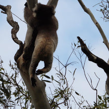 Load image into Gallery viewer, Drop Bear