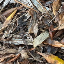 Load image into Gallery viewer, Marbled Gecko pin