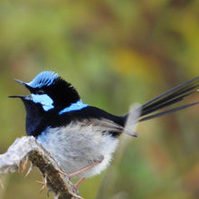 Load image into Gallery viewer, Superb Fairywren pin