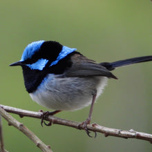 Load image into Gallery viewer, Superb Fairywren pin