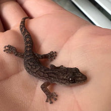 Load image into Gallery viewer, Marbled Gecko pin