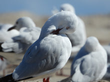 Load image into Gallery viewer, Seagull stole my Pie pin