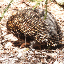 Load image into Gallery viewer, Echidna Keychain