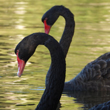 Load image into Gallery viewer, Black Swan pin