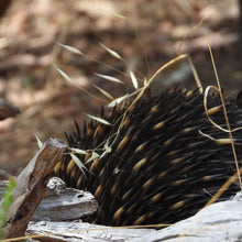 Load image into Gallery viewer, Echidna Keychain