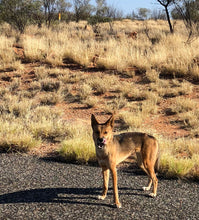 Load image into Gallery viewer, Dingo pin