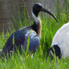 Load image into Gallery viewer, Straw-necked Ibis pin