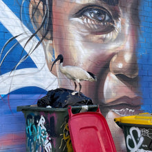 Load image into Gallery viewer, Bin Chicken pin