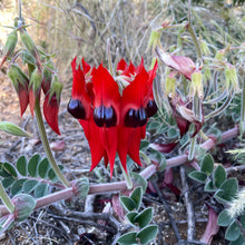 Load image into Gallery viewer, Sturt Desert Pea pin
