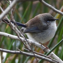 Load image into Gallery viewer, Fluffy Superb Fairywren
