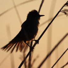 Load image into Gallery viewer, Reed-Warbler pin
