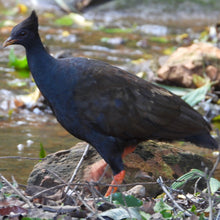 Load image into Gallery viewer, Orange-footed scrubfowl pin
