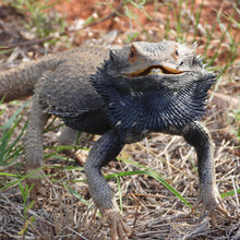 Load image into Gallery viewer, Bearded Dragon pin
