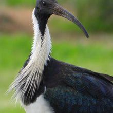 Load image into Gallery viewer, Straw-necked Ibis pin
