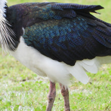 Load image into Gallery viewer, Straw-necked Ibis pin
