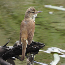 Load image into Gallery viewer, Reed-Warbler pin

