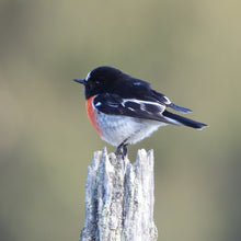 Load image into Gallery viewer, Scarlet Robin pin
