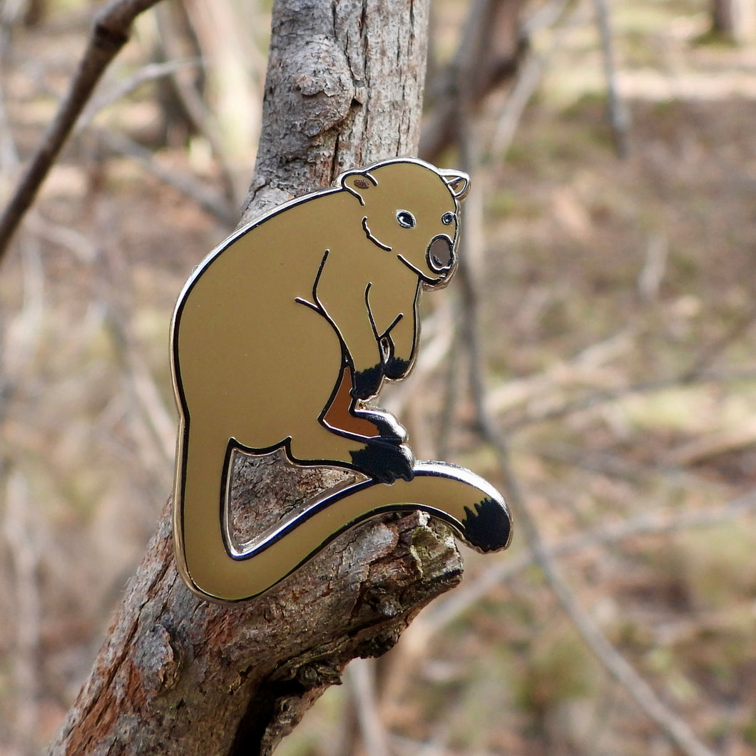 Lumholtz's tree-kangaroo