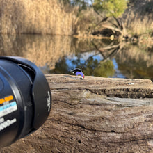 Load image into Gallery viewer, Purple Swamphen pin
