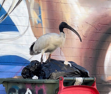 Load image into Gallery viewer, Australian White Ibis pin
