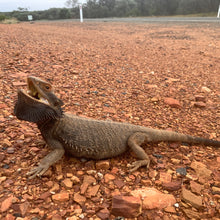 Load image into Gallery viewer, Bearded Dragon pin
