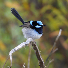 Load image into Gallery viewer, Superb Fairywren earrings
