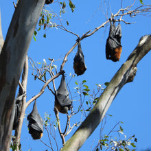 Load image into Gallery viewer, Grey-headed Flying Fox pin
