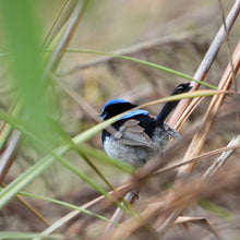 Load image into Gallery viewer, Superb Fairywren pin
