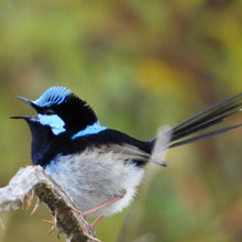 Load image into Gallery viewer, Superb Fairywren pin
