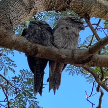 Load image into Gallery viewer, Tawny Frogmouth pin
