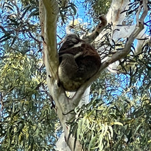 Load image into Gallery viewer, Sleepy Koala pin
