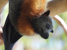 Load image into Gallery viewer, Grey-headed Flying Fox pin
