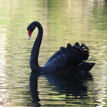 Load image into Gallery viewer, Black Swan pin
