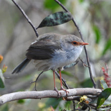 Load image into Gallery viewer, Superb Fairywren female pin
