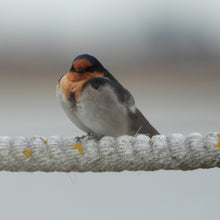 Load image into Gallery viewer, Welcome Swallow pin
