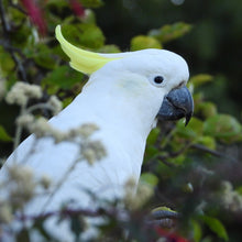 Load image into Gallery viewer, Sulphur-crested Cockatoo pin
