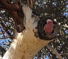 Load image into Gallery viewer, Ghost Gum Galah pin
