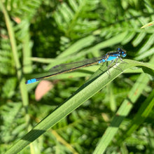 Load image into Gallery viewer, Blue-tailed Damselfly pin

